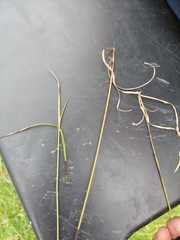 Cyperus sanguinolentus