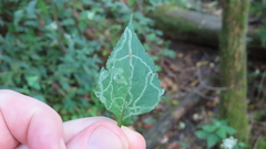 Liriomyza eupatoriella