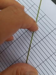 Cyperus sanguinolentus