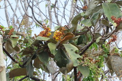 Byrsonima verbascifolia