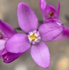 Boronia nematophylla