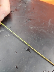 Cyperus sanguinolentus