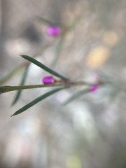 Boronia nematophylla