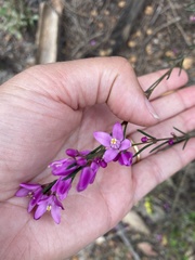 Boronia nematophylla