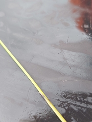 Cyperus sanguinolentus