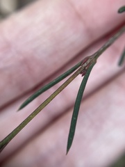 Boronia nematophylla