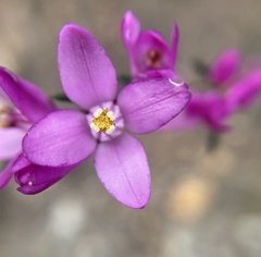 Boronia nematophylla