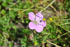 Geranium pylzowianum