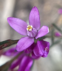 Boronia nematophylla