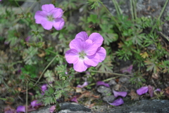 Geranium pylzowianum