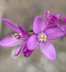 Boronia nematophylla