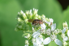 Copestylum chalybescens