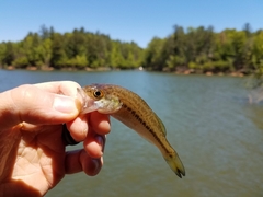 Micropterus punctulatus