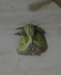 Latoia viridimixta