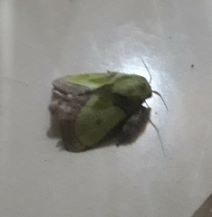 Latoia viridimixta