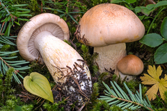 Pudorini