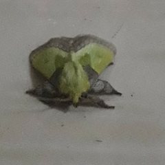 Latoia viridimixta