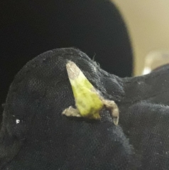 Latoia viridimixta