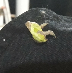 Latoia viridimixta