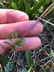 Mimosa strigillosa