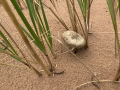 Psathyrella arenulina