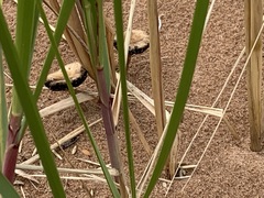 Psathyrella arenulina