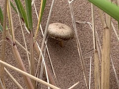 Psathyrella arenulina