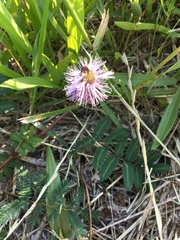 Mimosa strigillosa