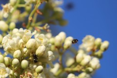 Austroplebeia