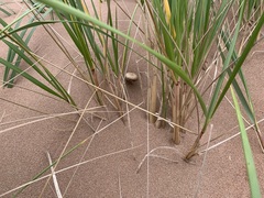 Psathyrella arenulina