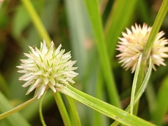 Cyperus brevifolioides