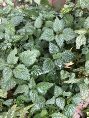 Lamium galeobdolon flavidum