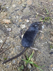 Sorex alpinus