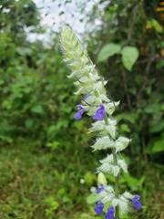 Salvia leptostachys
