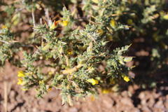 Melolobium microphyllum