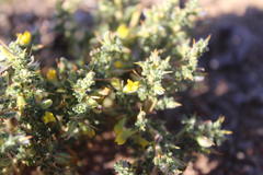 Melolobium microphyllum