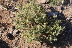 Melolobium microphyllum