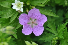 Geranium pylzowianum