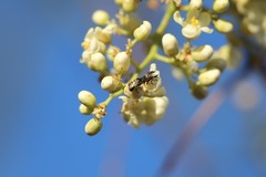 Austroplebeia