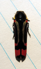 Hiperantha interrogationis