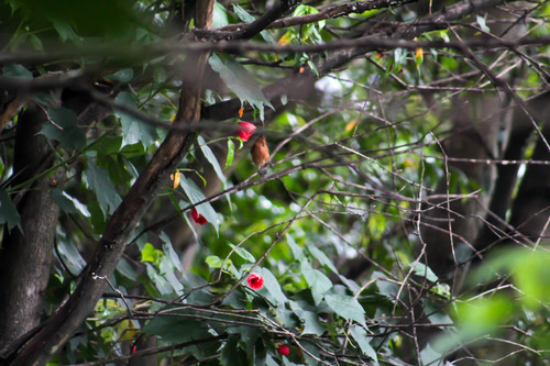 Rufous-browed Conebill (Conirostrum rufum), photo 5