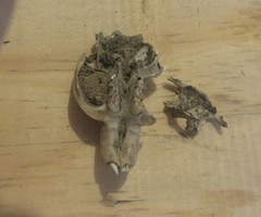 Ctenomys