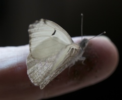 Anthocharis lanceolata