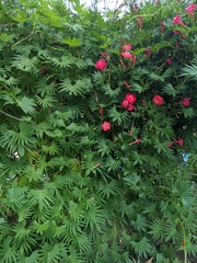 Ipomoea × multifida