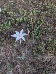 Zephyranthes chlorosolen