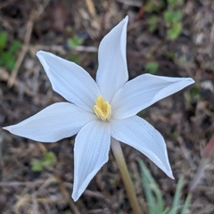 Zephyranthes chlorosolen