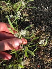 Limnosciadium pumilum