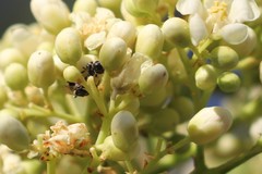 Austroplebeia