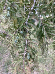 Metasequoia