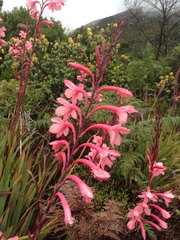 Watsonia tabularis
